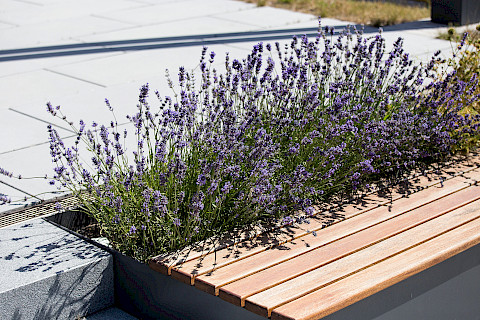 Sitzfläche aus Holz auf einem Stahlhochbeet mit Lavendel bepflanzt in Schloß Holte-Stukenbrock.